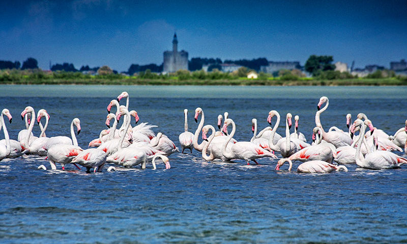 Aigues-Mortes, flamingos cor de rosa © G. Deschamps