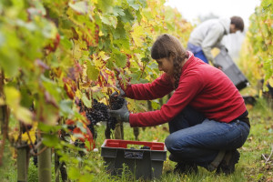 grape harvest