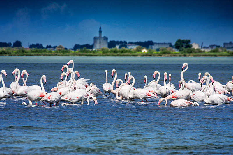 Aigues-Mortes, flamingos cor de rosa © G. Deschamps